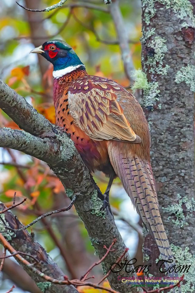 a colorful bird perched on top of a tree branch