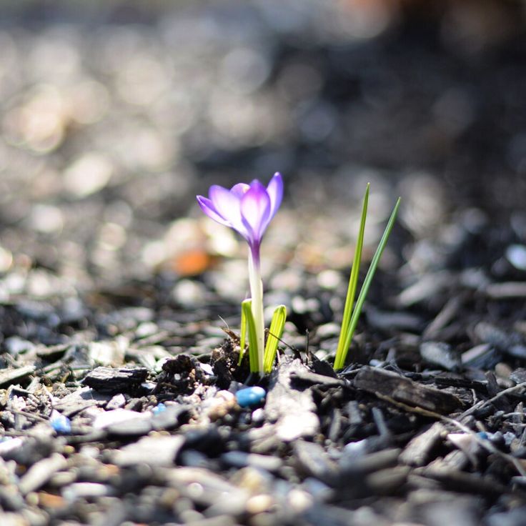 a small purple flower is growing out of the ground