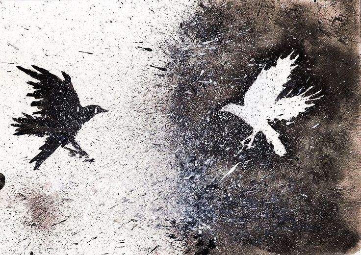 two birds are flying in the air on a dirty surface, one is black and white