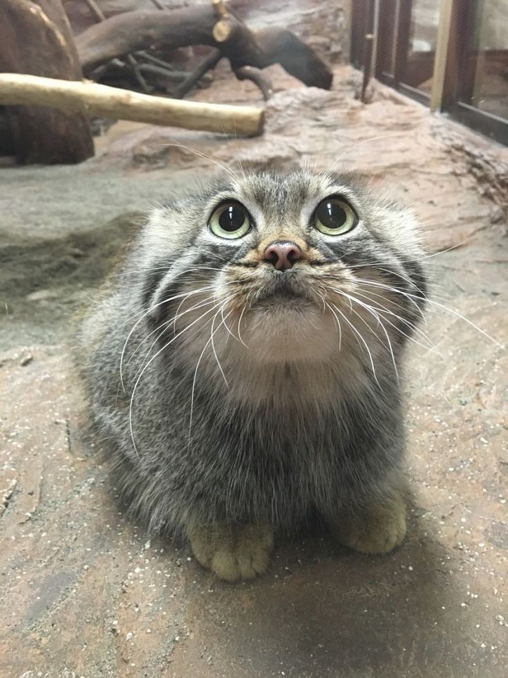 a cat sitting on the ground looking up