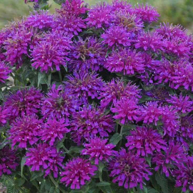 purple flowers are blooming in the garden