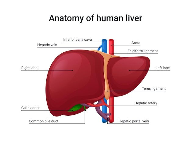 Anatomy Of Human, Liver Anatomy, Quadrants Of The Abdomen, Human Liver, Basic Anatomy And Physiology, Turmeric Vitamins, Kidney Detox, Coconut Benefits, Bile Duct