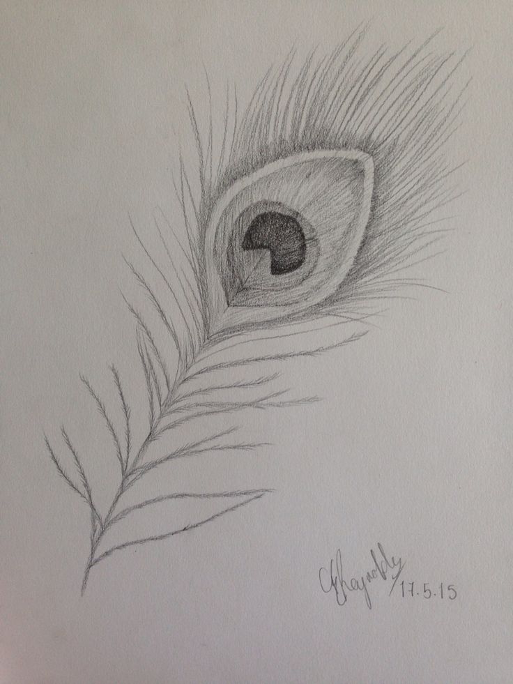 a pencil drawing of a peacock feather