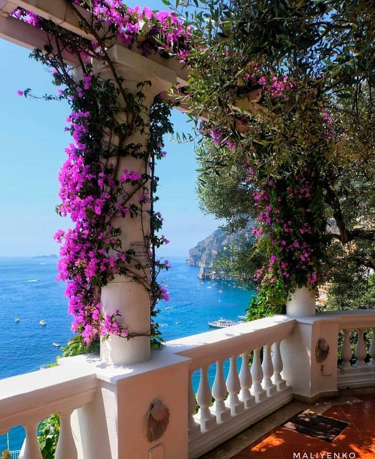 purple flowers growing on the side of a white building with blue water in the background