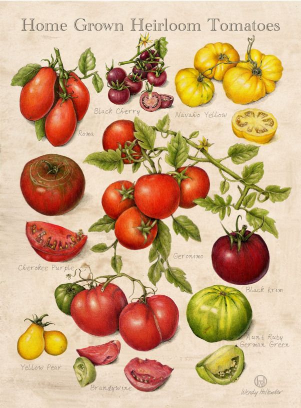 an illustration of various types of tomatoes and other vegetables on a sheet of paper with the words, home grown heir tomatoes