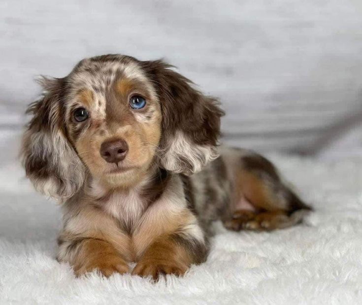 a small brown and black dog laying on top of a white blanket