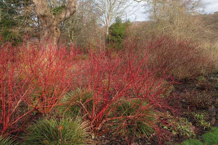 some red plants and trees in the woods