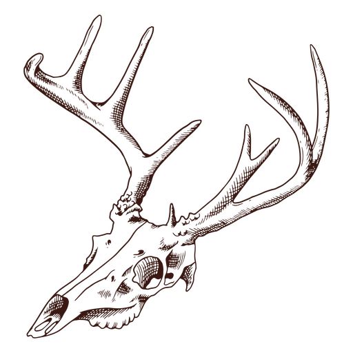 a deer's skull with antlers is shown in this hand drawn drawing, it looks