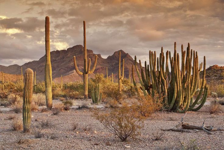 the desert has many cacti in it