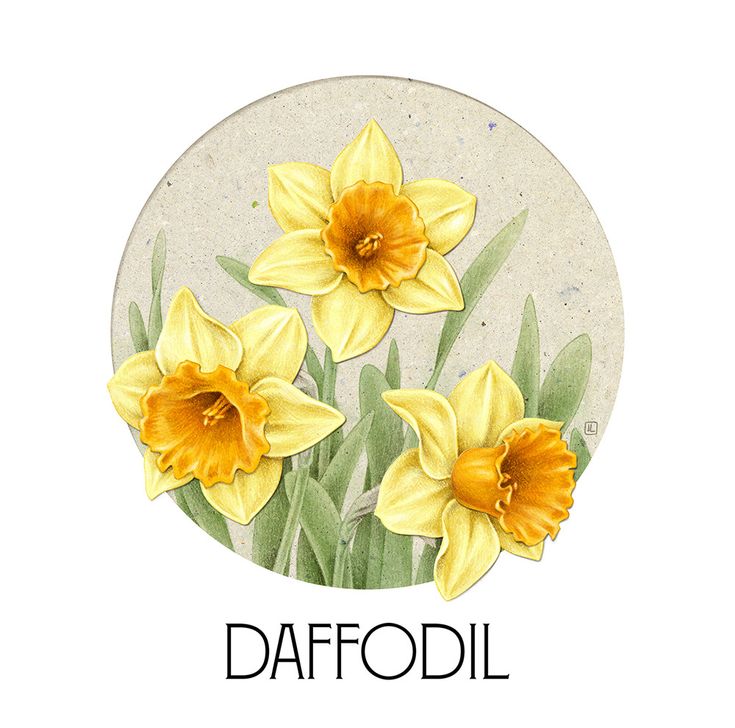 daffodil flowers in a circle with the word daffodil below it