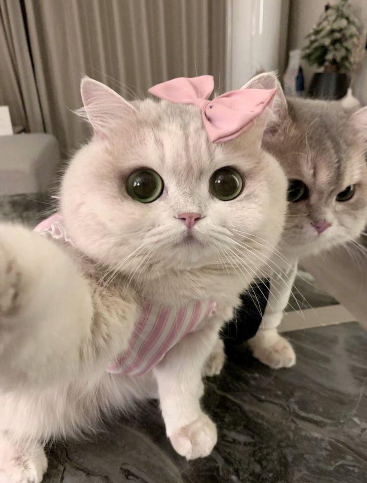 two cats with bows on their heads are sitting next to each other and one is pointing at the camera