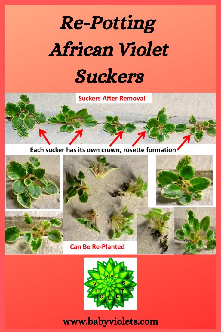 the instructions for how to grow african violets from seed and leaves in an area that is