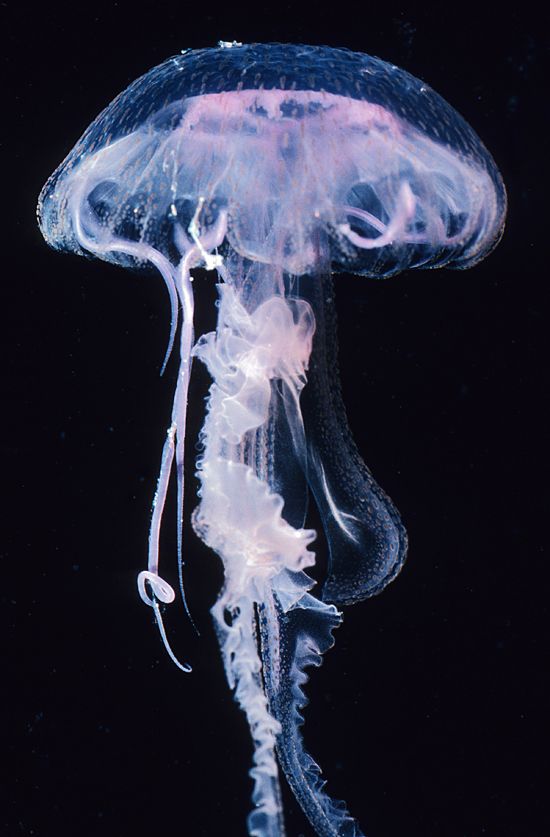 a large jellyfish floating in the water