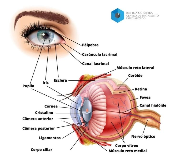 the external view of an eye with all its parts labeled in blue and white text