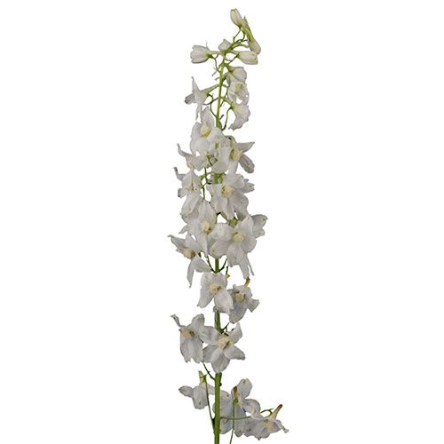 a tall white flower is in a vase