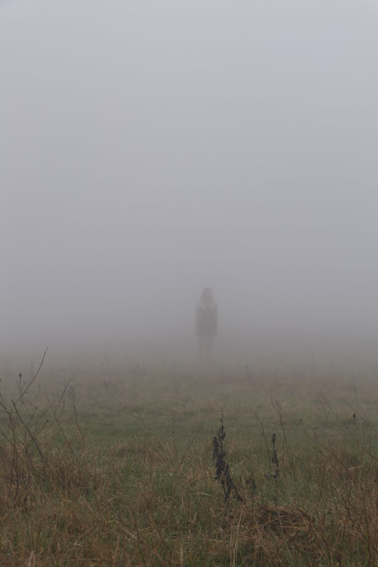 two cows standing in the middle of a field on a foggy day