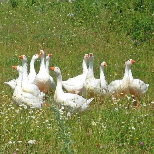 a group of white ducks standing in the middle of a grassy field with wildflowers