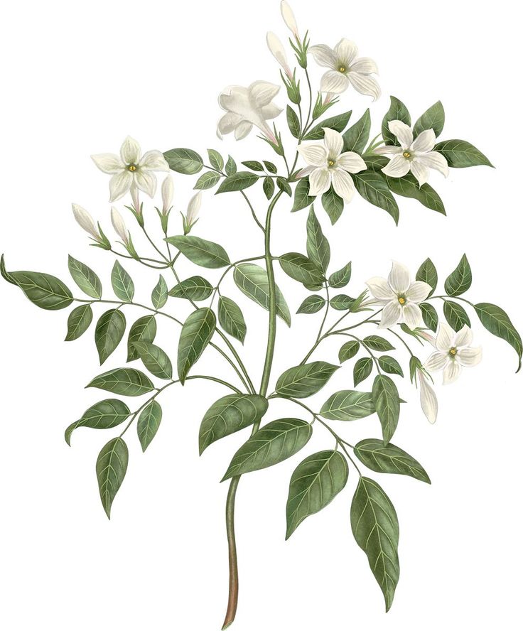 an illustration of white flowers and green leaves