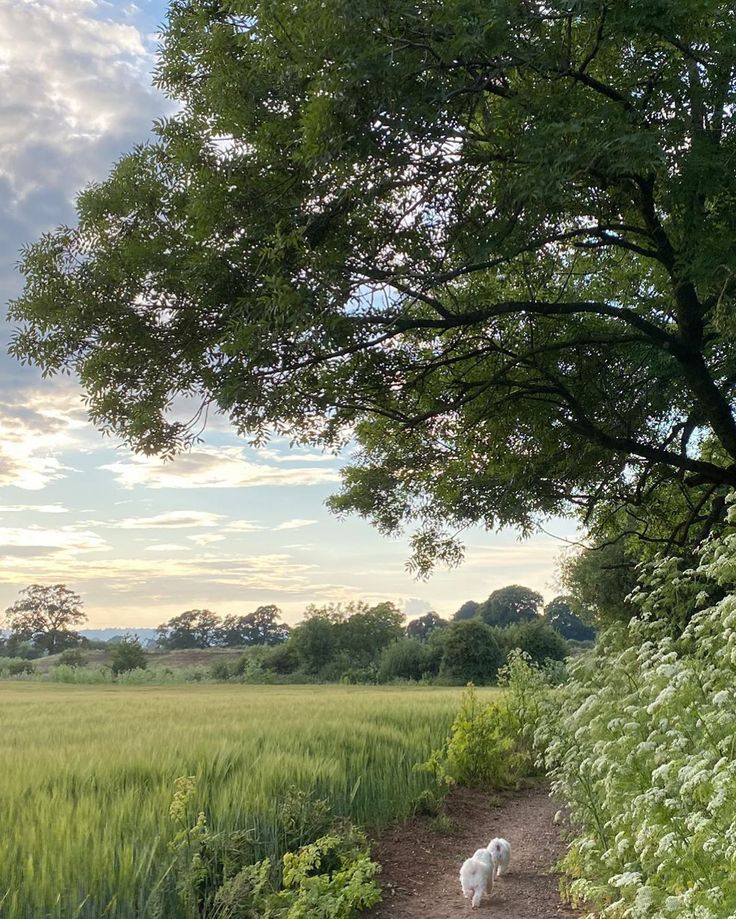 a white dog walking down a dirt path next to a lush green field with tall grass