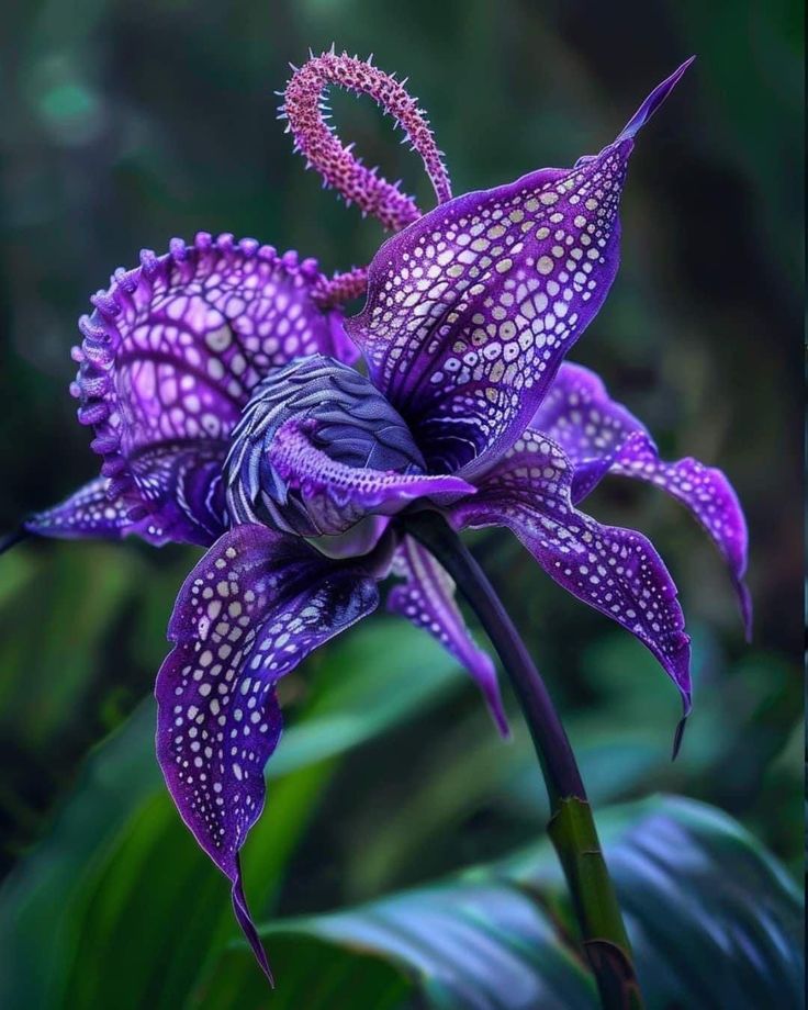 a purple flower with spots on it's petals