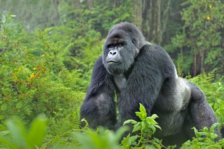 a gorilla is standing in the middle of some bushes and trees with its head turned to the side