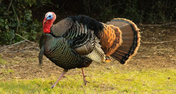 a large turkey walking across a grass covered field