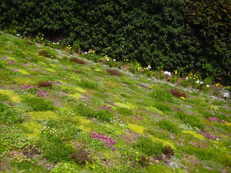 green grass and wildflowers growing on the side of a hill