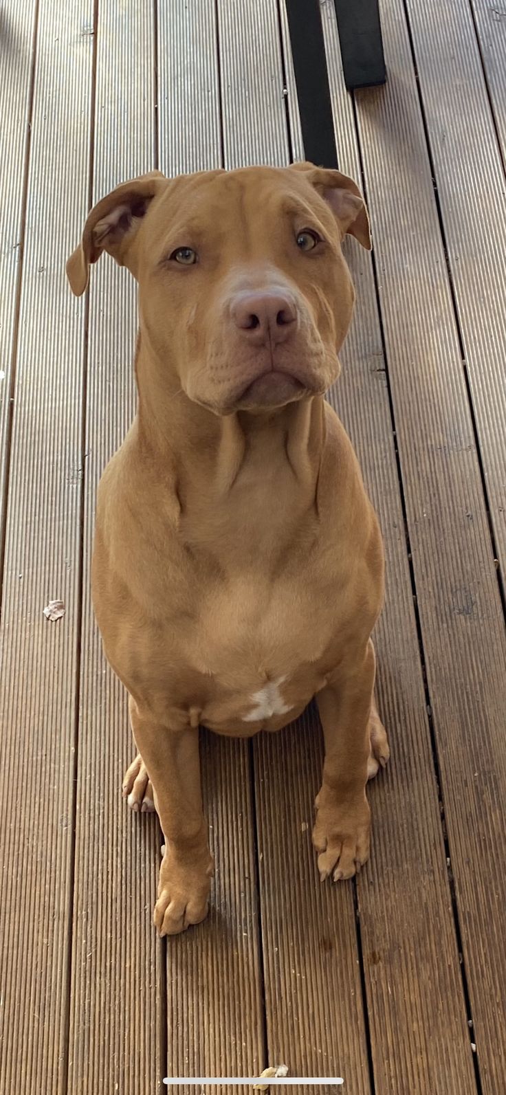 a brown dog sitting on top of a wooden floor