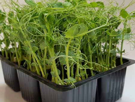 several black plastic containers filled with green plants