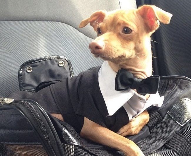 a dog wearing a tuxedo and bow tie sitting in the back seat of a car