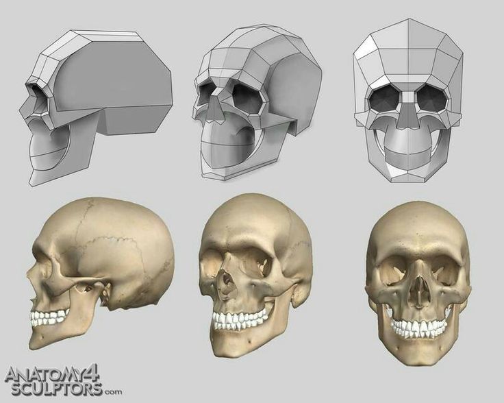 three different views of the human skull