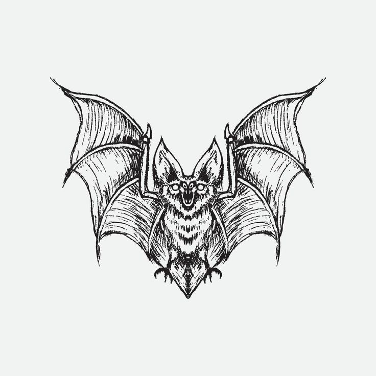 a bat that is drawn in black ink on a white background, with the wings spread out