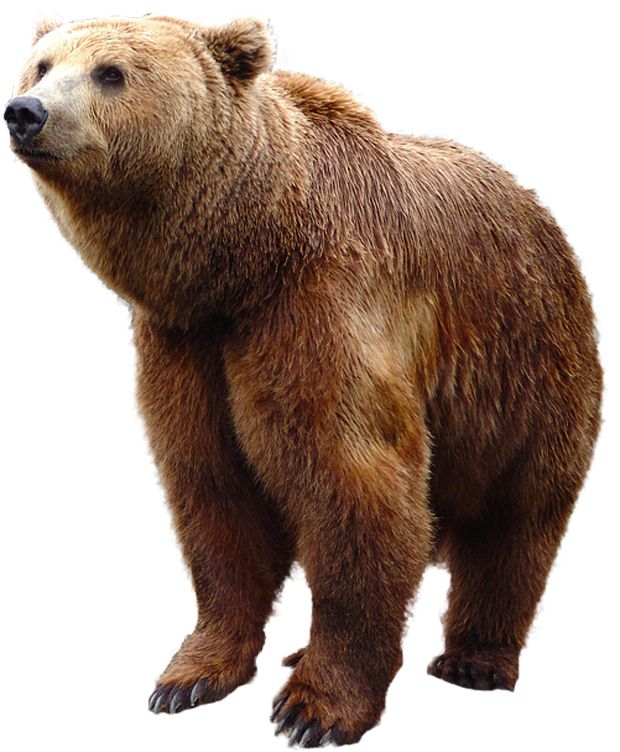 a large brown bear standing up against a white background