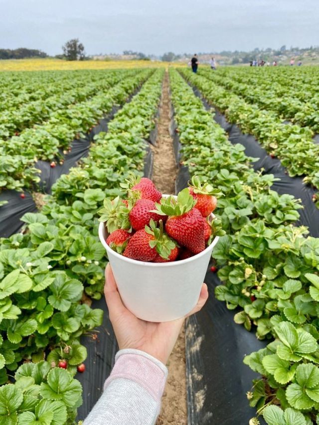 a hand holding a bowl full of strawberries