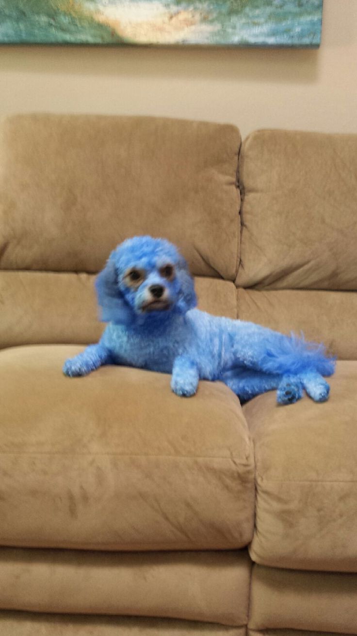 a small blue dog sitting on top of a tan couch in a living room next to a painting