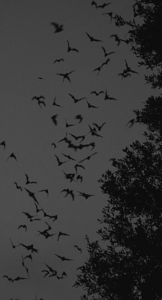 a flock of birds flying in the night sky