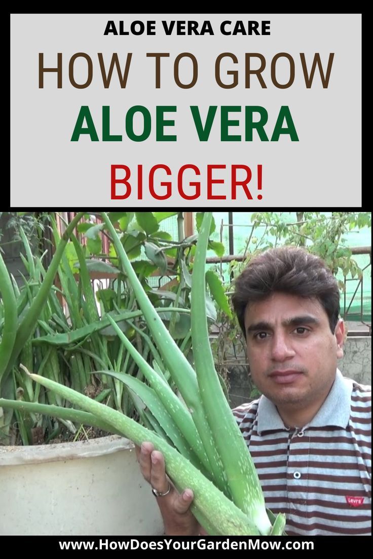 a man holding up aloe vera plants with the words how to grow aloe vera bigger