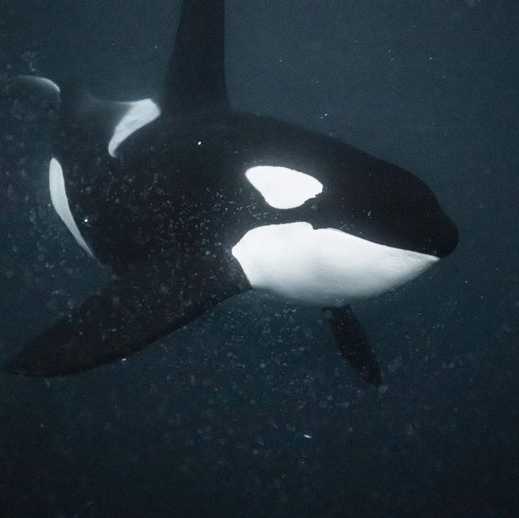 an orca in the water with its mouth open