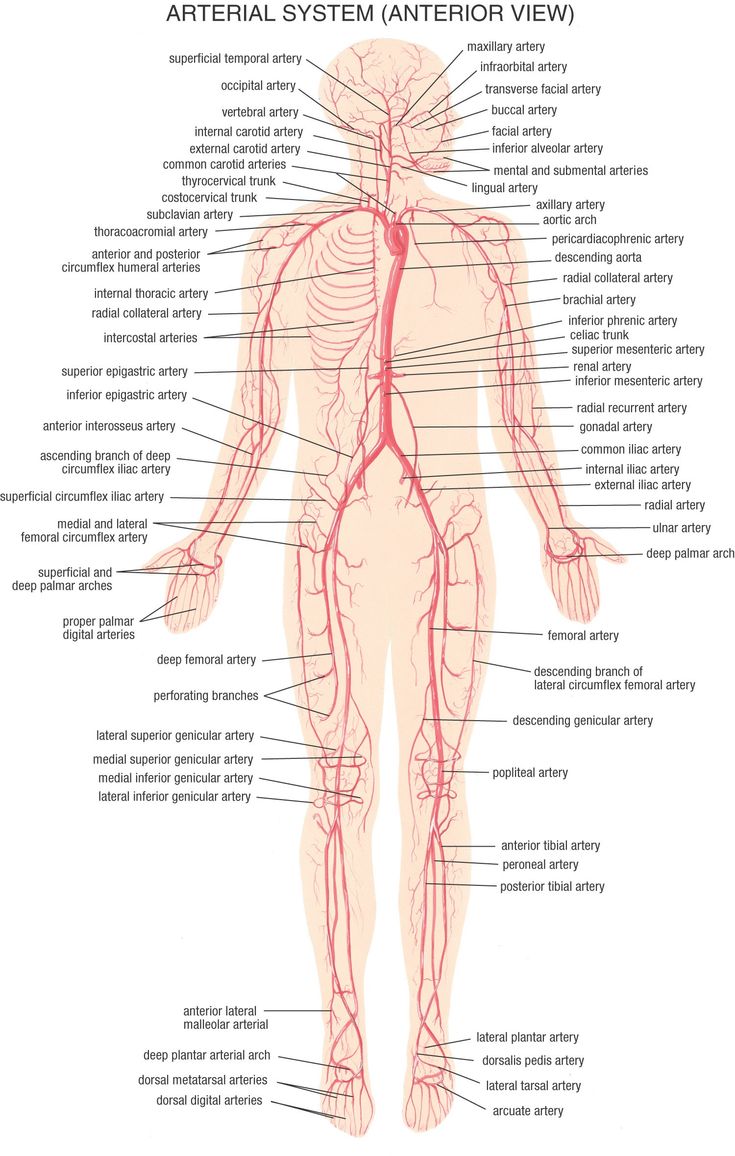 the human body with all its major blood vessels