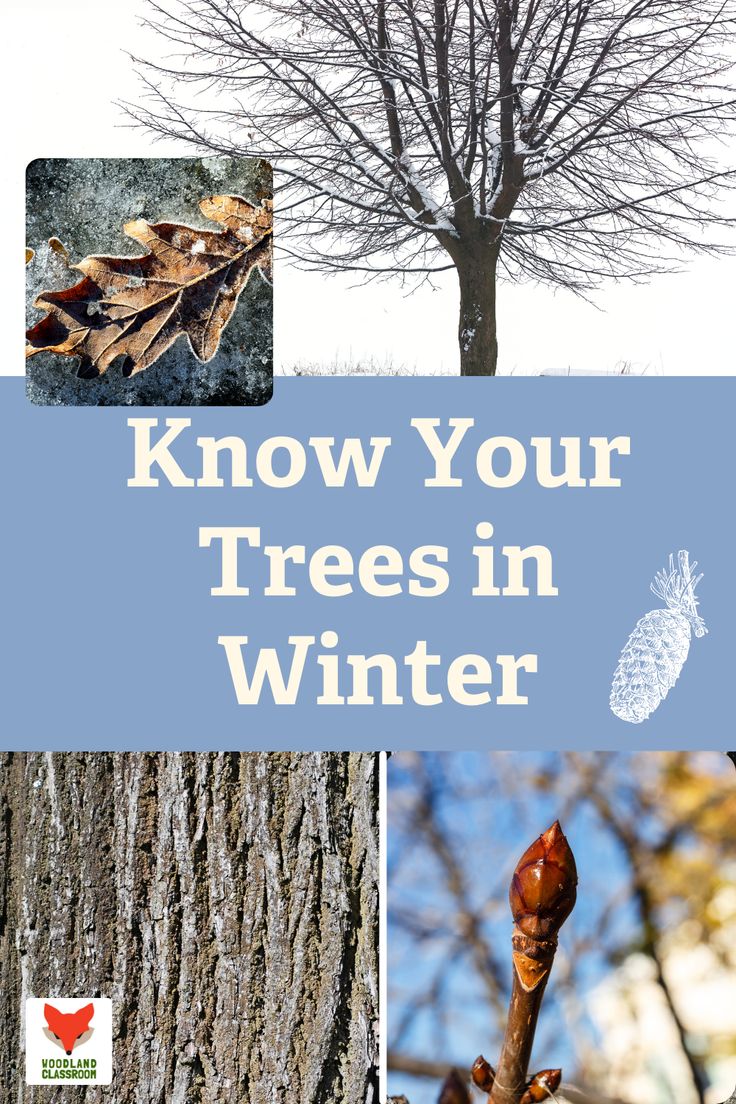 trees in winter with the words know your trees in winter on it and pictures of leaves