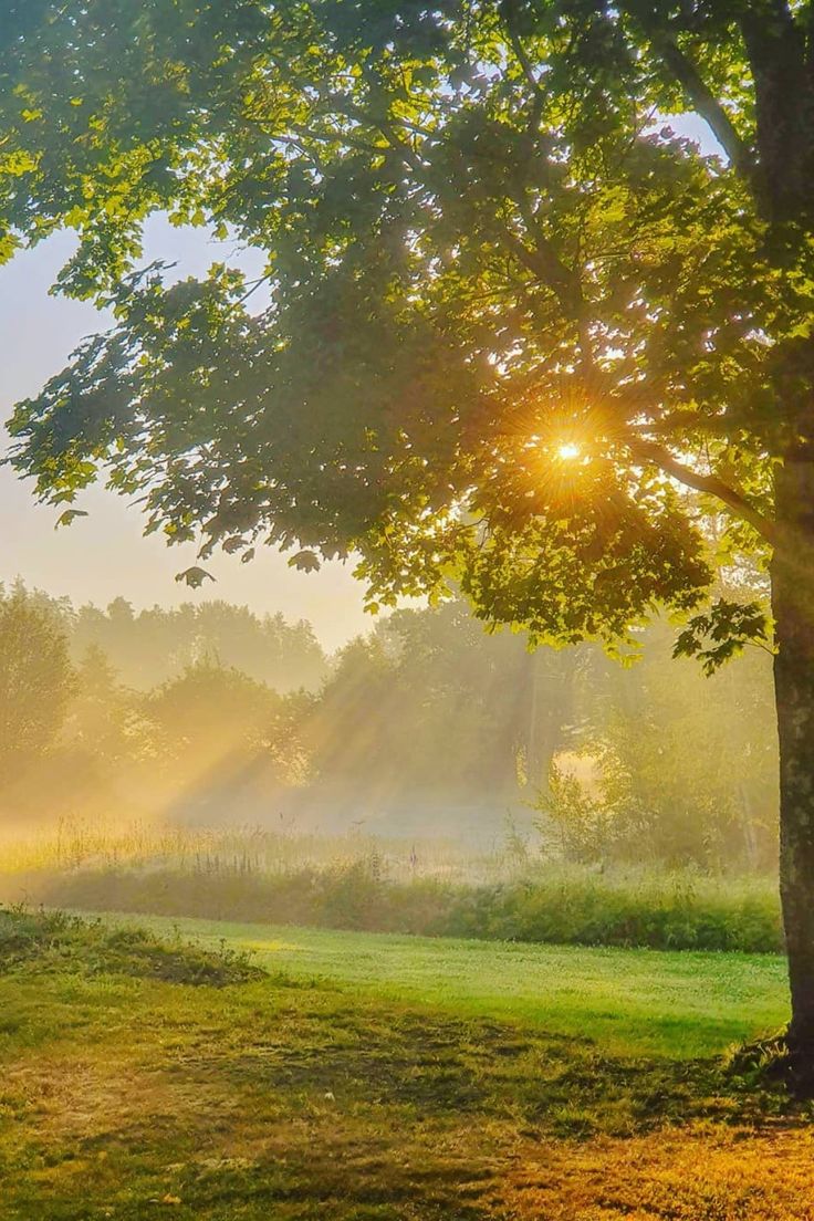 the sun shines brightly through the trees on a foggy morning in an open field