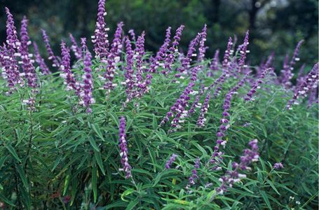 purple flowers are blooming in the garden