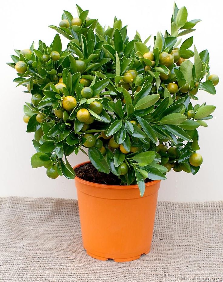 an orange potted plant with green leaves and fruit on the top is sitting on a burlap surface