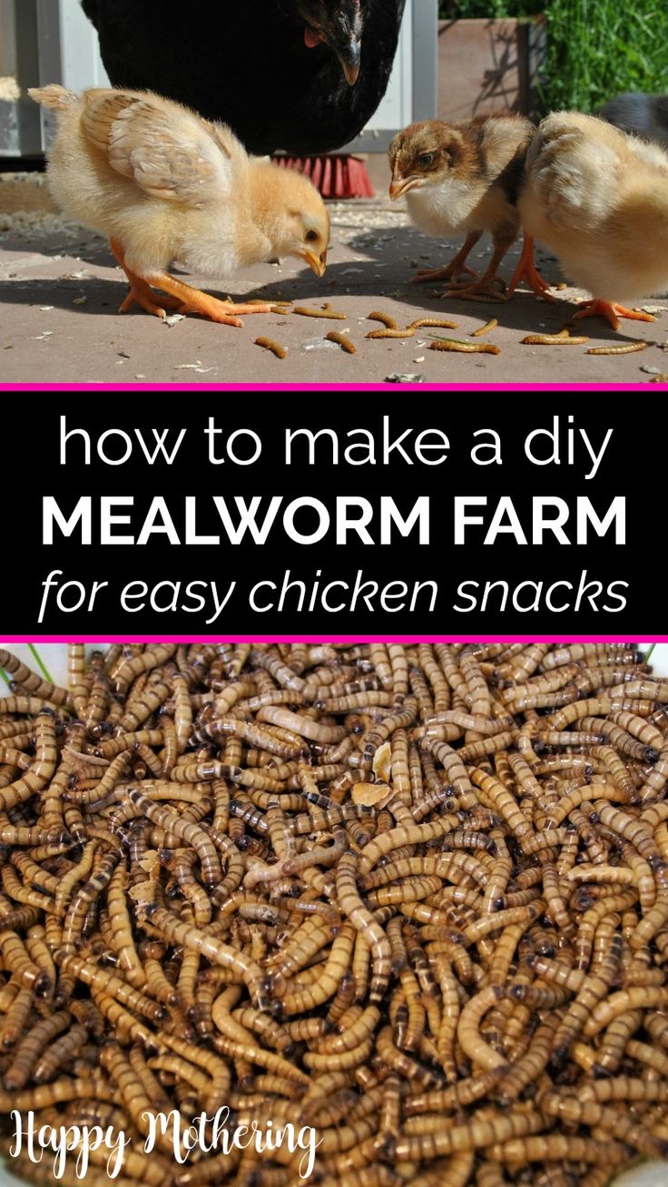 how to make a diy mealworm farm for easy chicken snacks