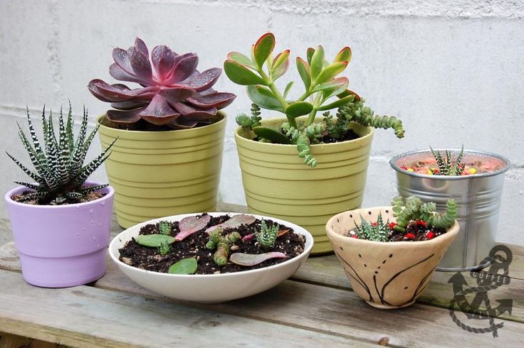 several potted plants sitting on top of a wooden table next to two containers with succulents in them