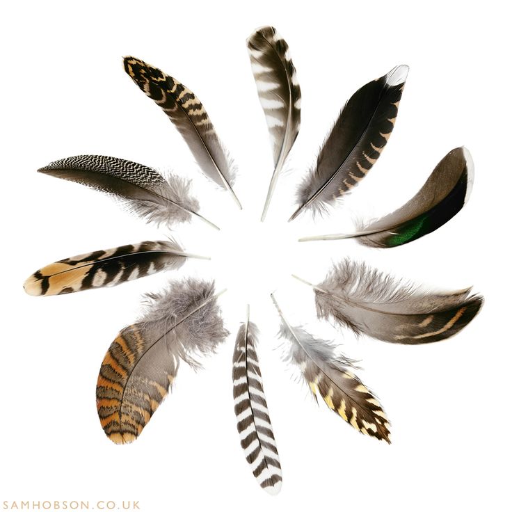 several feathers arranged in a circle on a white background