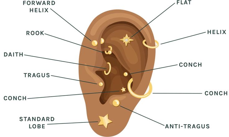 an ear labeled with all the parts labelled