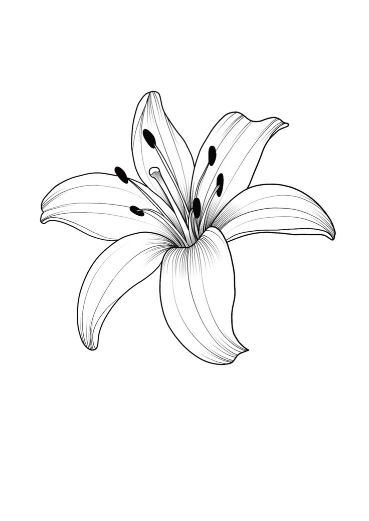 a drawing of a white lily on a white background with black dots in the center