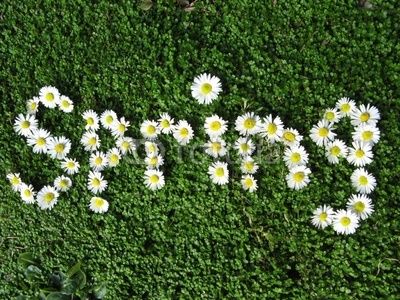 daisies are arranged in the grass with the word daisy spelled out on it, surrounded by small white flowers