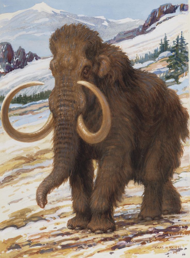 the woolly mammoth is standing in the snow